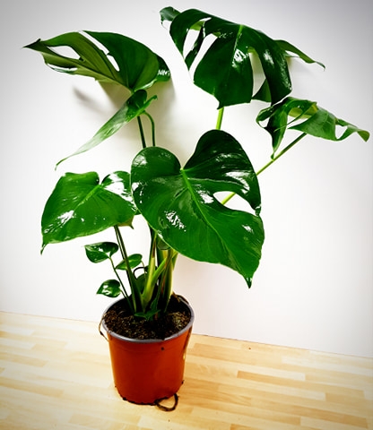 Monstera Deliciosa – buy online or call 01630 652808