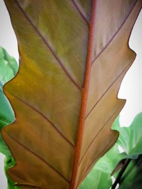 Elephant Ear Plant or Alocasia Lauterbachiana - buy online ...