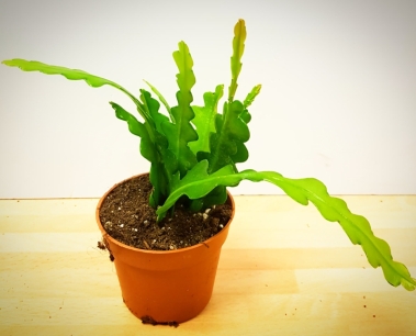 Epiphyllum Anguliger or Fishbone Cactus