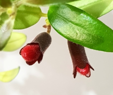 Lipstick plant or Aeschynanthus